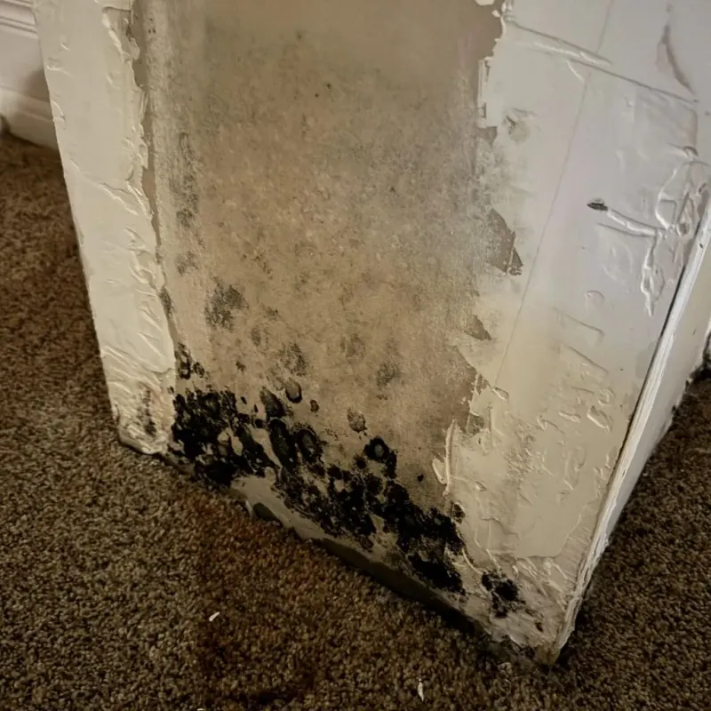 Professional Mold Removal in Orangeburg County, SC
